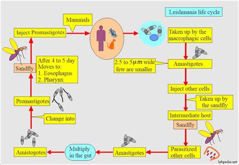 Life Cycle Of Kala Azar: From Sandfly To Internal Fever