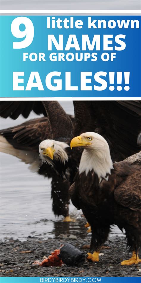 15 Little Known Facts About Eagles That Will Astonish You
