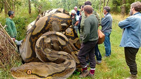 Where Is The Longest Snake In The World Found