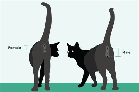 Male Vs Female In Cats: Temperament And Behavior Differences