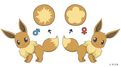 Male Vs Female Eevee Differences In Physical Features