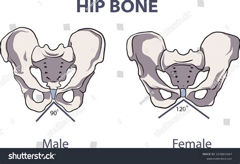 Male Vs Female Hips: Anatomy, Shape, And Health Differences