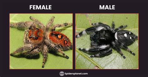 Male Vs Female Jumping Spider: How To Tell Them Apart