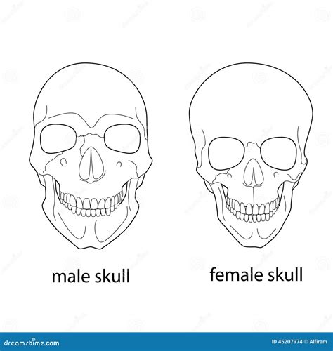 7 Key Differences Between Male And Female Skulls For Skeletal Analysis