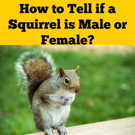 Male Vs Female Squirrel: Spotting The Key Differences