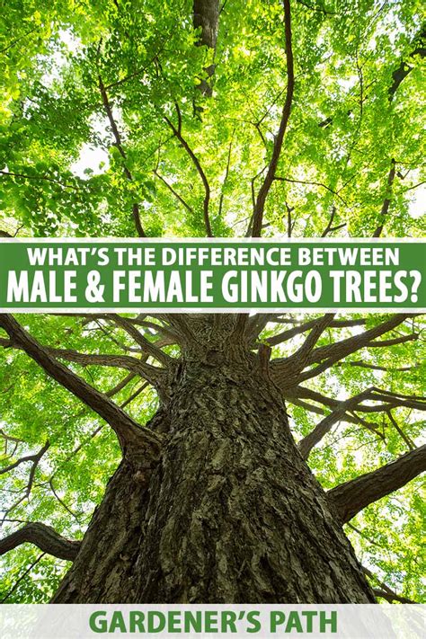 Male Vs Female Trees: Why Sex Matters For Your Garden