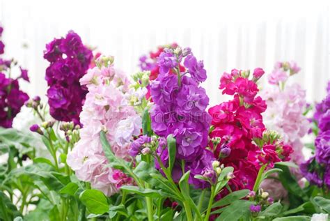 Matthiola Incana