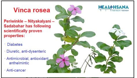 Explore The Medicinal Uses Of Vinca For Natural Healing