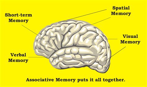 Where Memory Resides In The Brain And How It Works