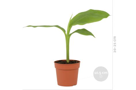 Musa Phoenix: Rare Beauty and Resilience Unveiled