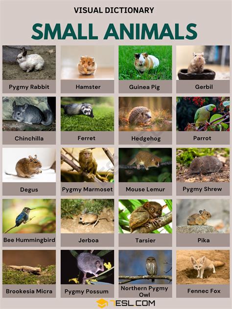 Name The Uses Of Small Animals