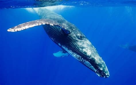 Where Do Blue Whales Live In The Wild? Exploring Their Natural Habitat