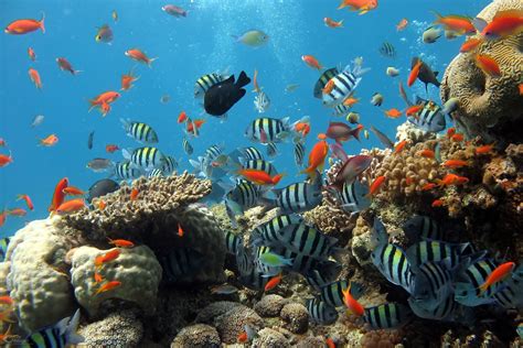 Understanding The Natural Habitat Of Fish: What Every Enthusiast Needs To Know