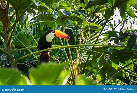 Where Toucans Live And How They Thrive
