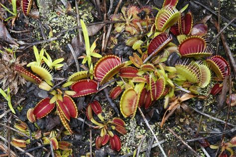 The Natural Habitat Of Venus Flytraps Revealed