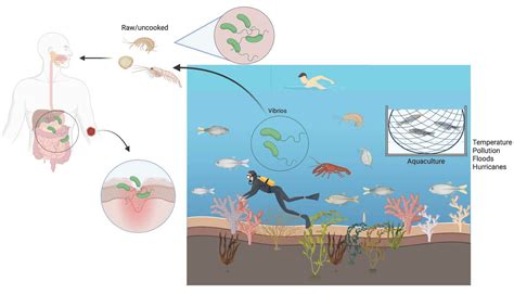 Where Does Vibrio Cholerae Actually Live?