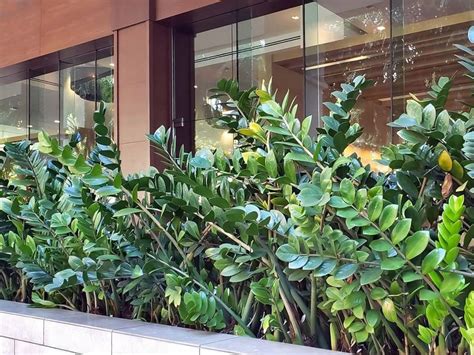 Restoring Zz Plants In Their Natural Habitat Zz Plant Care: Mimicking The Wild Zones