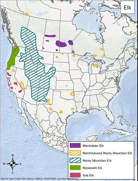 Exploring The Natural Range Of Elk Across North America