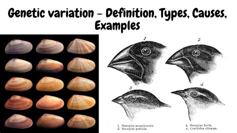 Defining The Natural Range Of Variation In Data Science