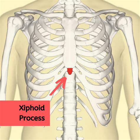 Where To Find Natural Remedies For Xiphoid Process Pain