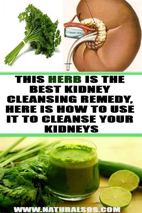 A Gentle Natural Remedy For Kidney Cleanse At Home