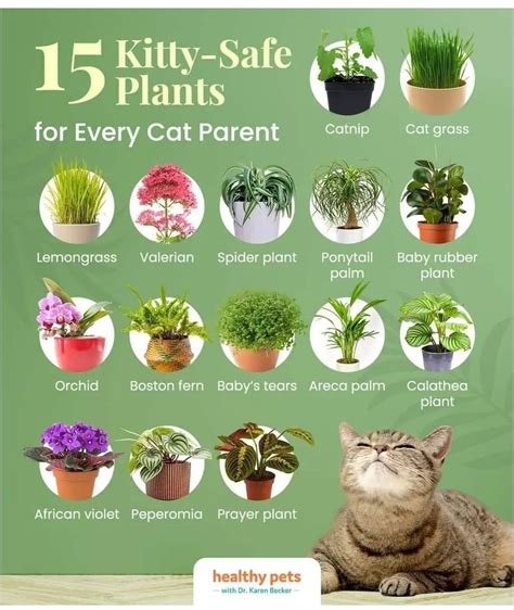 Best Non Toxic To Cats Vine Plants Safe For Homes