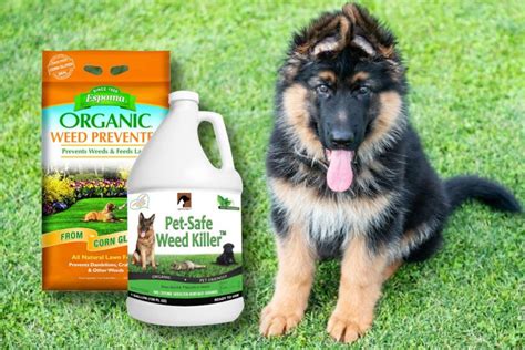 Safe Weed Killer Options For Dogs And Gardens