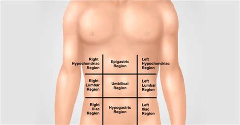 Organs In The Stomach Quadrants