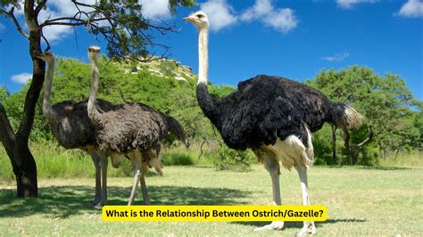 OstrichGazelle Relationship Insights: Surprising Facts Unveiled