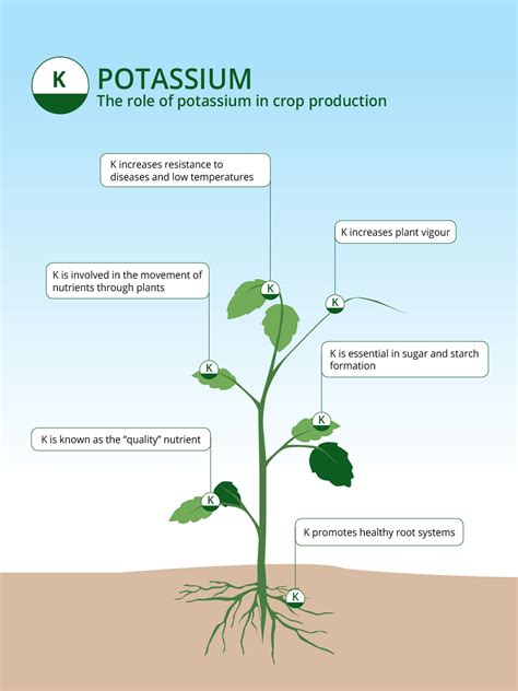 What Potassium Does For Plant Health
