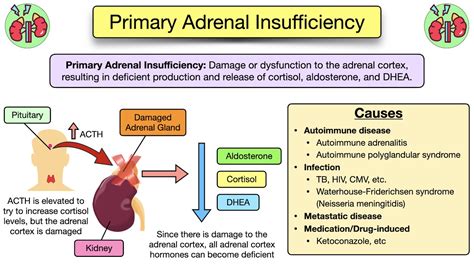 Primary Causes Of Adrenal Insufficiency Quizlet Explained