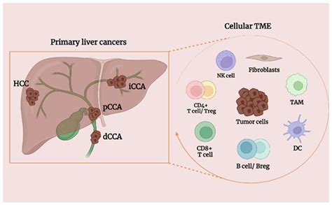 Understanding The Primary Causes Of Liver Cancer Explained
