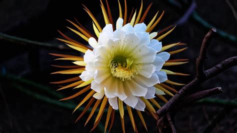 Discovering Rare Flower Plants For Your Garden