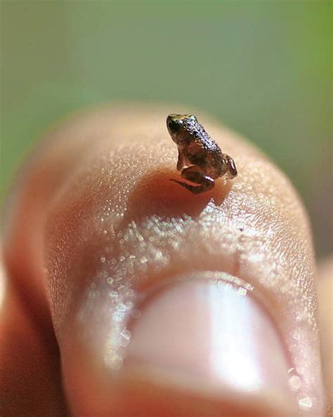 The Smallest Animal In The World Found Dead Leaves Scientists In Awe