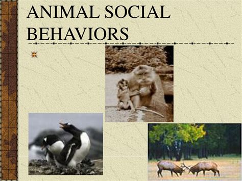 Unsettling Truths About Social Behaviors In Animals