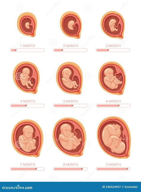Stage By Stage Checklist Of The Stages Of Development Of An Unborn Baby