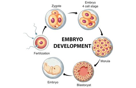 Stages Of Development Of Zygote Until Birth Explained Simply