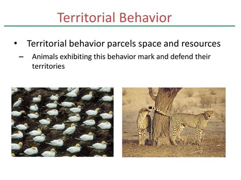 Territorial Behavior In Animals Explained Simply