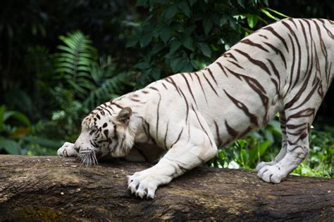 Investigating The Territorial Behaviour Of Tiger Populations