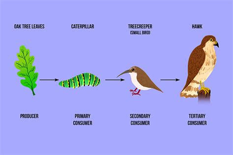 Tertiary Consumer Examples