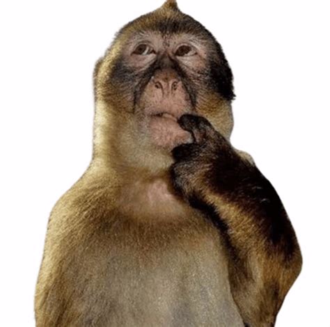 Thinking Monkey Meme