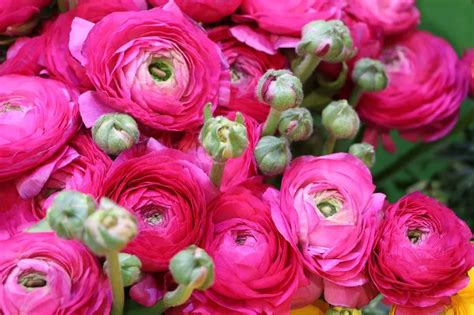 Is Ranunculus Toxic To Cats And What To Watch For