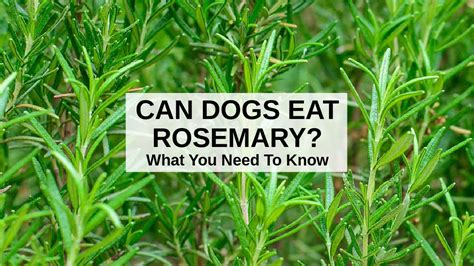 Is Rosemary Toxic To Dogs The Hidden Dangers For Your Puppy
