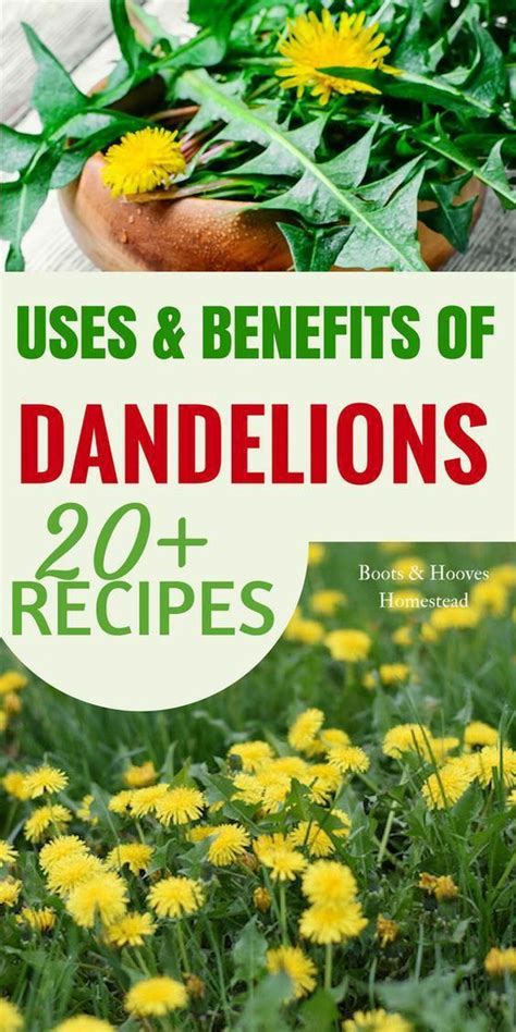 Unearthing The Traditional Uses Of Dandelion Root In Ancient Medicine