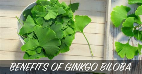 Ancient Roots: The Traditional Uses Of Ginkgo Biloba Explained