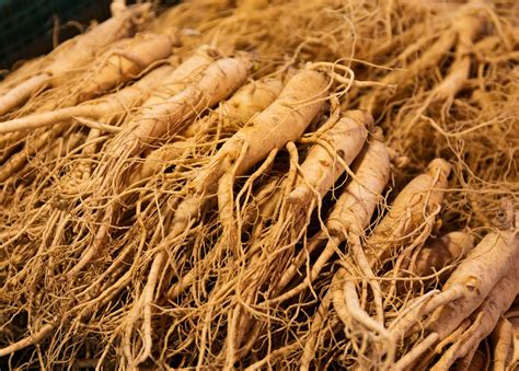 Traditional Uses Of Ginseng Through The Ages Unveiled