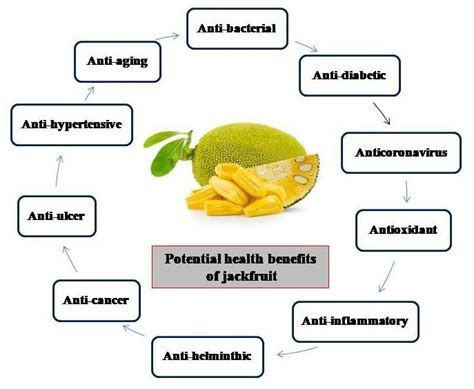 Traditional Uses Of Jackfruit Across Different Cultures