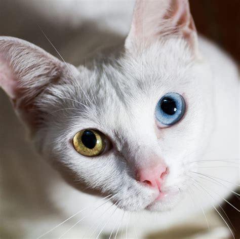 Spotting Unique Cat Eyes: What Comma Shapes Can Tell You