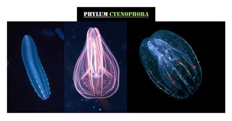 Unlocking The Unique Characteristics Of Ctenophora