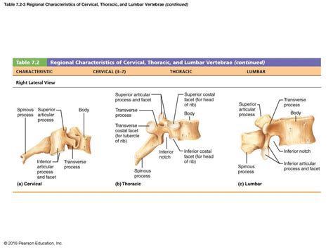 Understanding The Unique Characteristics Of Lumbar Vertebrae